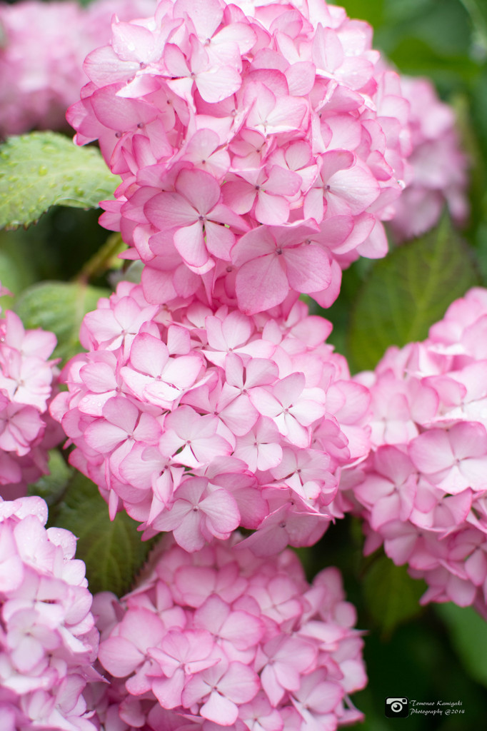 Hydrangea on a rainy day③