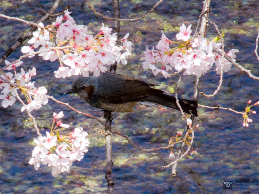 桜とヒヨドリ