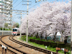 桜と電車