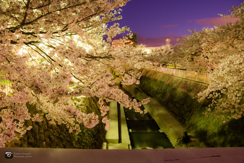 妙法寺川の夜桜