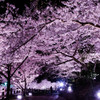 須磨浦公園夜桜ライトアップ　敦盛桜