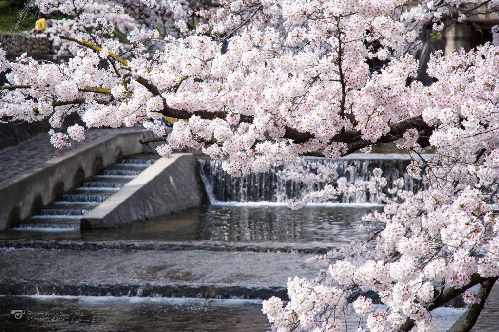 夙川と桜