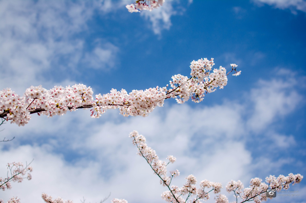 桜と青空