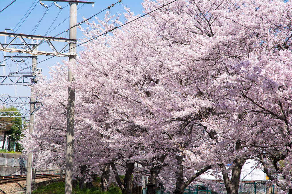 神鉄長田　沿線の桜