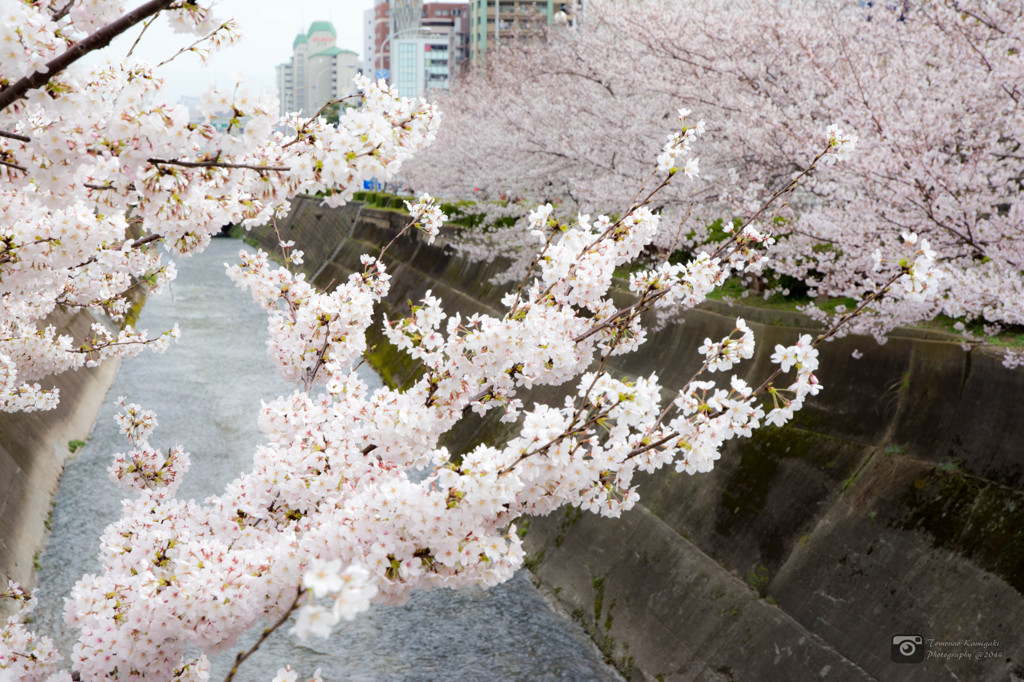 生田川と桜