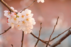 何分咲きかな？