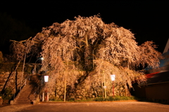 吉田のしだれ桜
