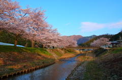 桜並木