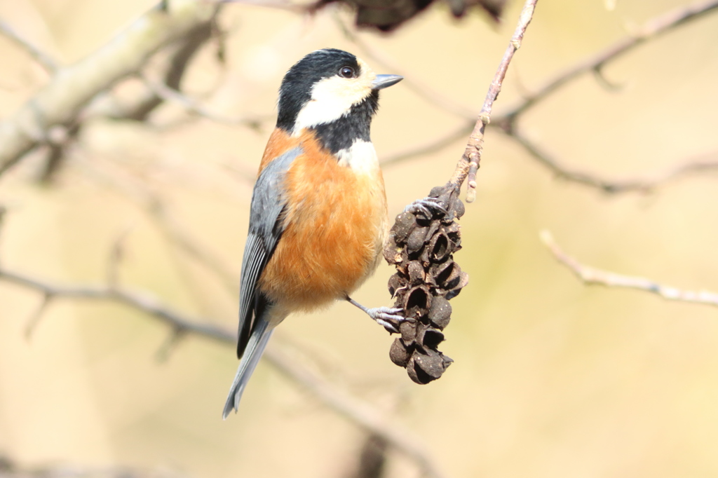 ヤマガラさんのお昼ごはん