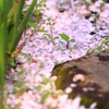 桜色絨毯