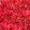 絢爛華麗紅世界