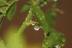 雨上がり