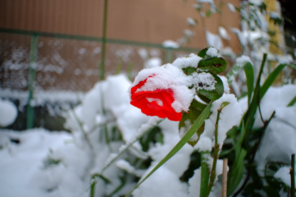 真紅の薔薇と純白の雪