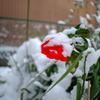 真紅の薔薇と純白の雪