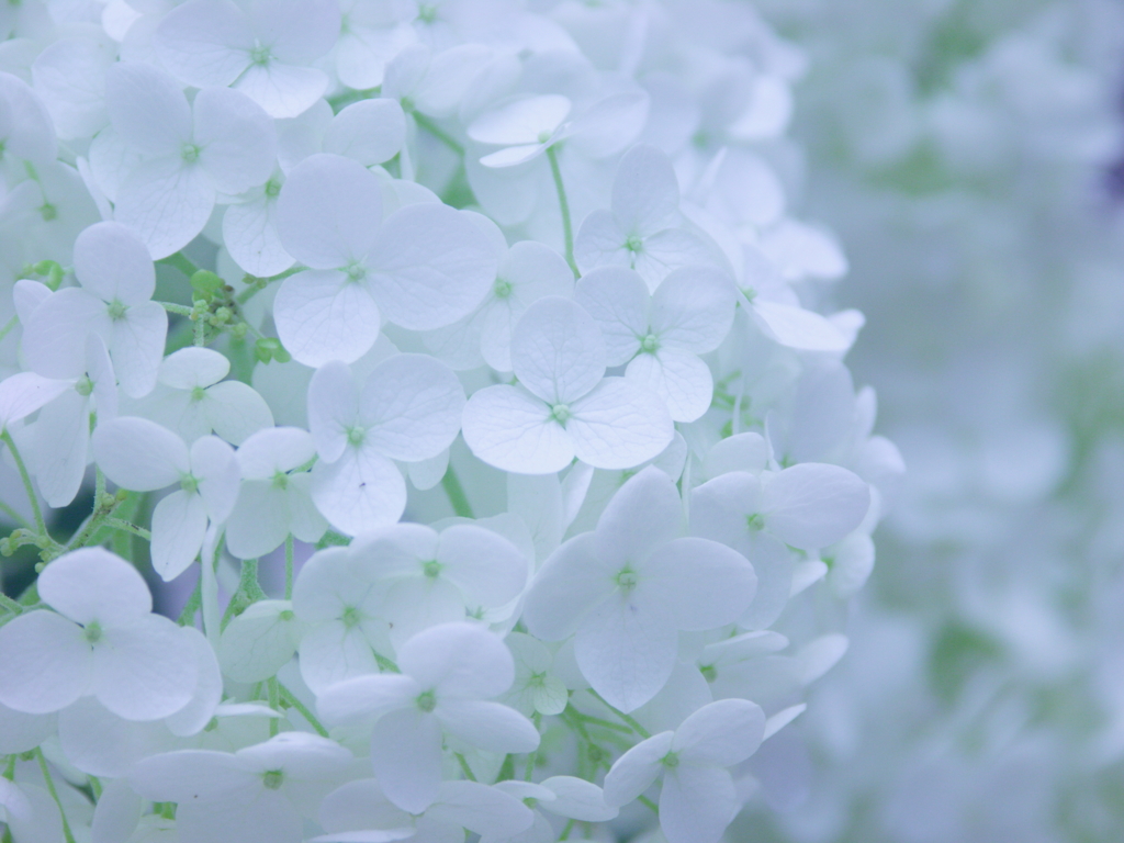 最も欲しかった 可憐花