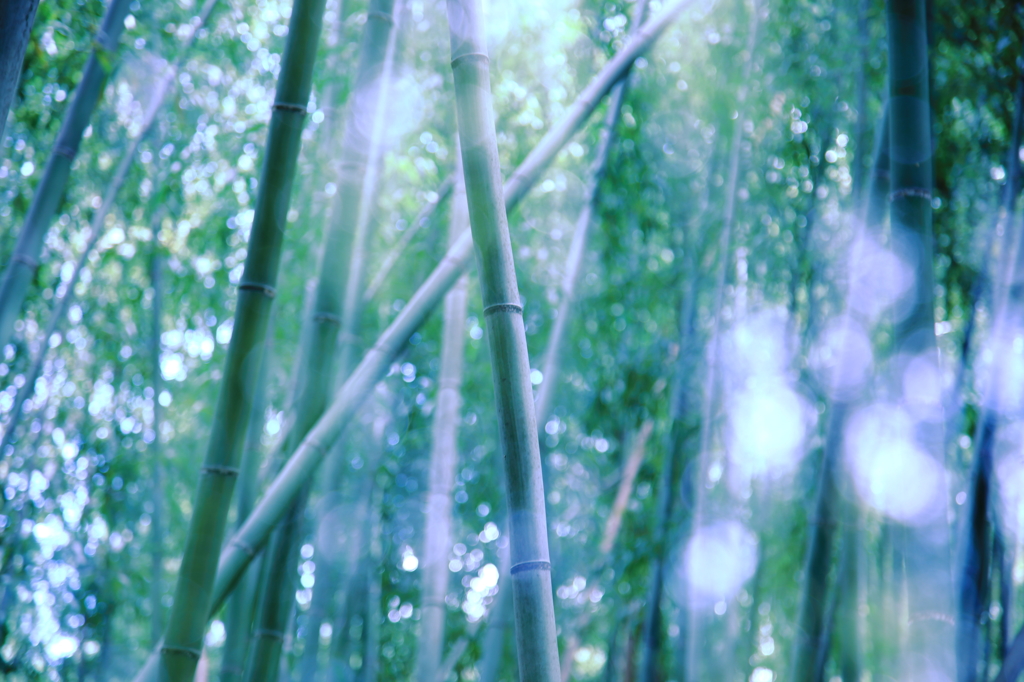 光の海