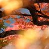 秋彩る2