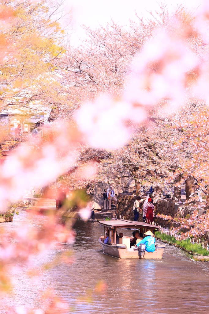 桜色近江八幡