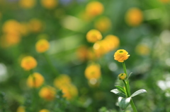 小さき花を愛でる