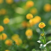 小さき花を愛でる