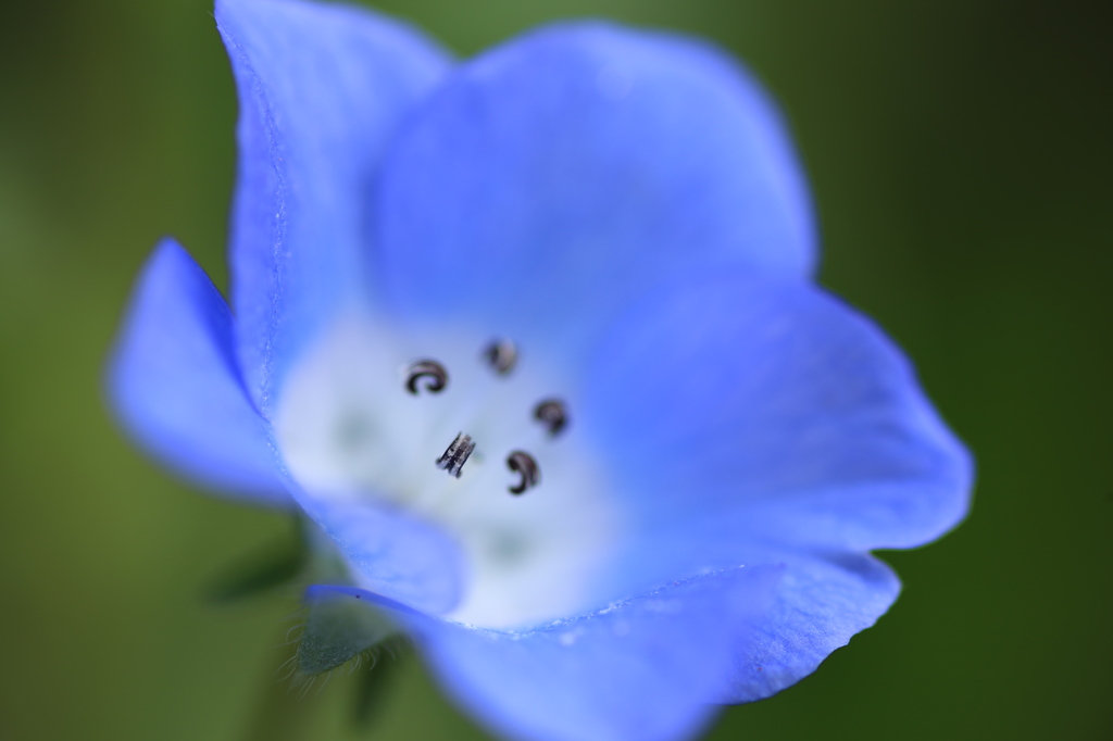 蒼の星
