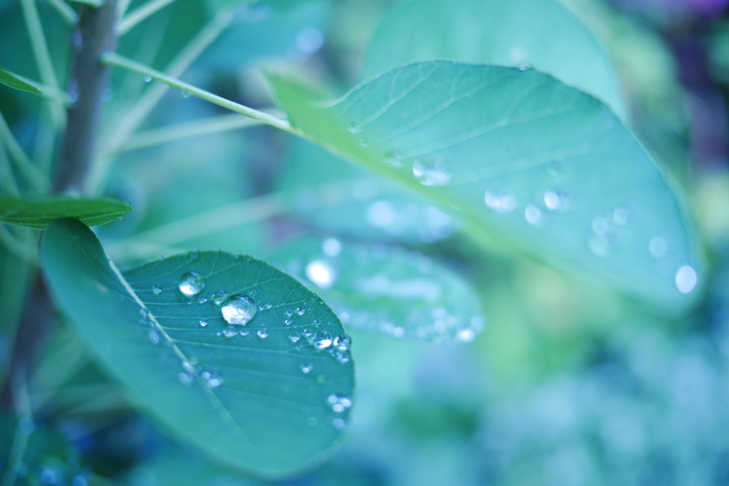 雨の後