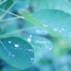 雨の後