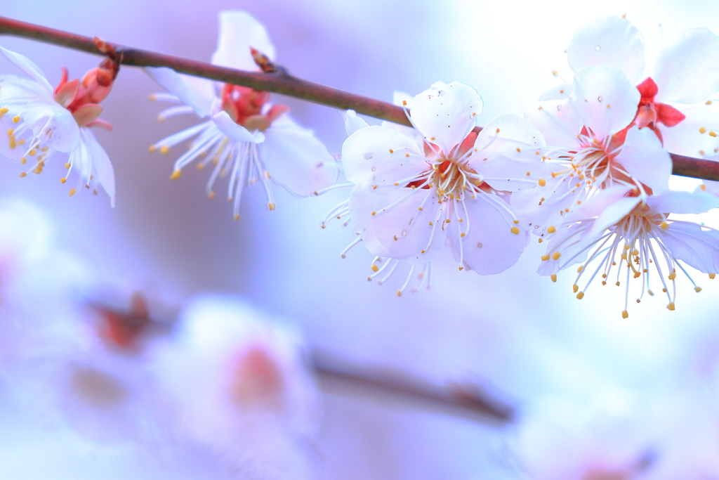 涼風と梅の花