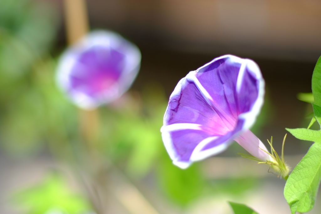 今朝、朝顔の花が咲きました。