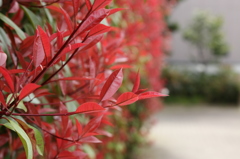 紅色に染まる春(セカイ)