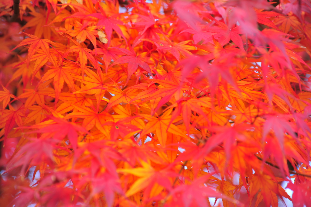 紅を纏う3
