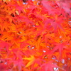 紅を纏う3