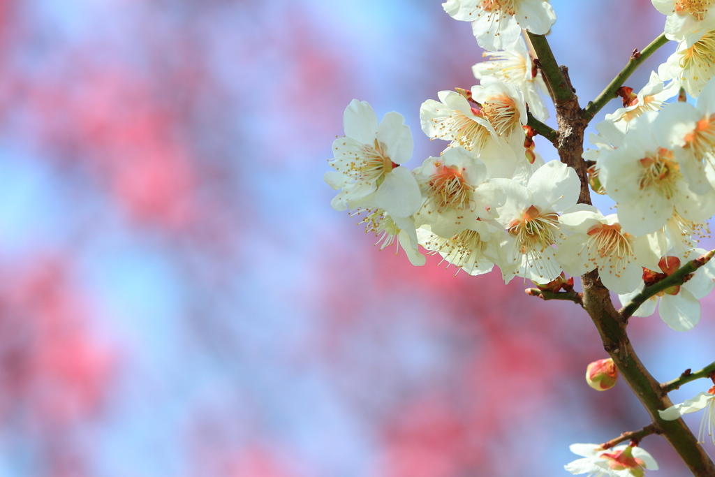 梅の花爛漫