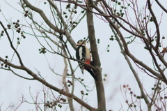 ペンギンに似てる？