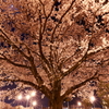 夜桜2
