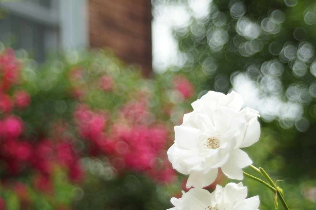 光より白き薔薇
