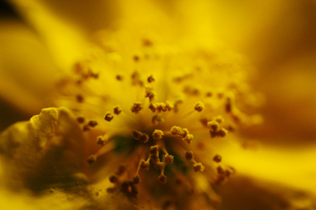 MIDNIGHT YELLOW FLOWER