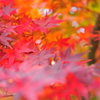紅を纏う2