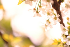 光へ溶け込む桜