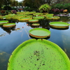 水生植物色庭園