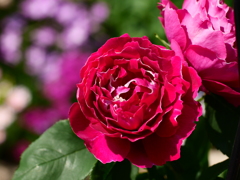 VIVID～鮮やかな薔薇～