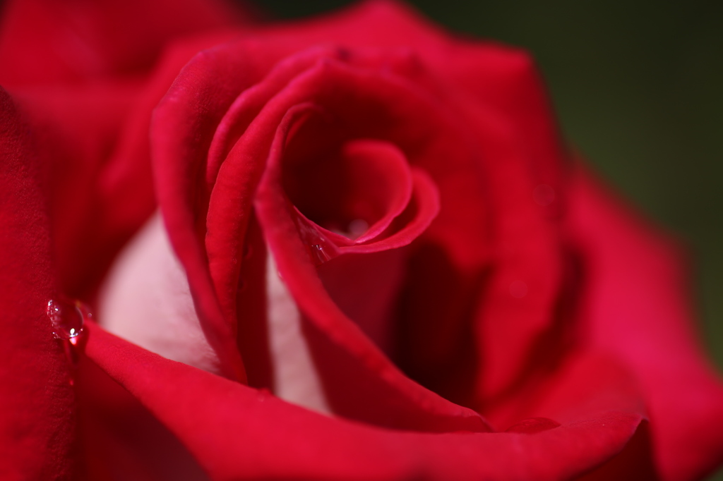 朱い薔薇