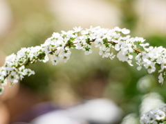 花のアーチ