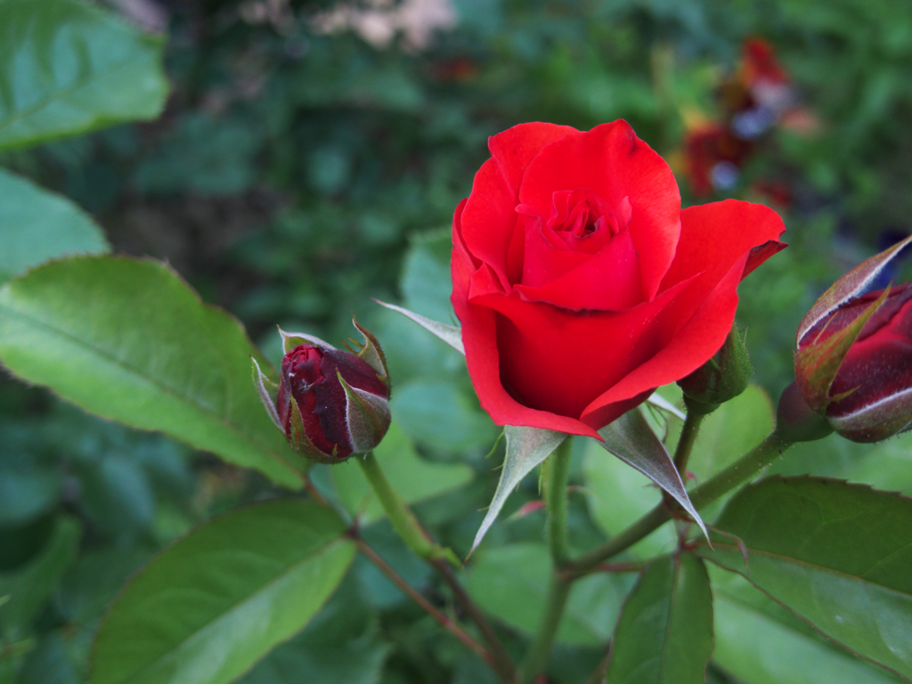 紅より紅い薔薇