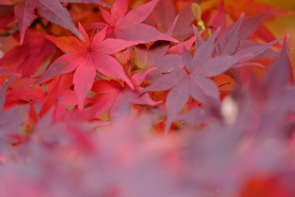 紅を纏う