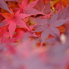 紅を纏う
