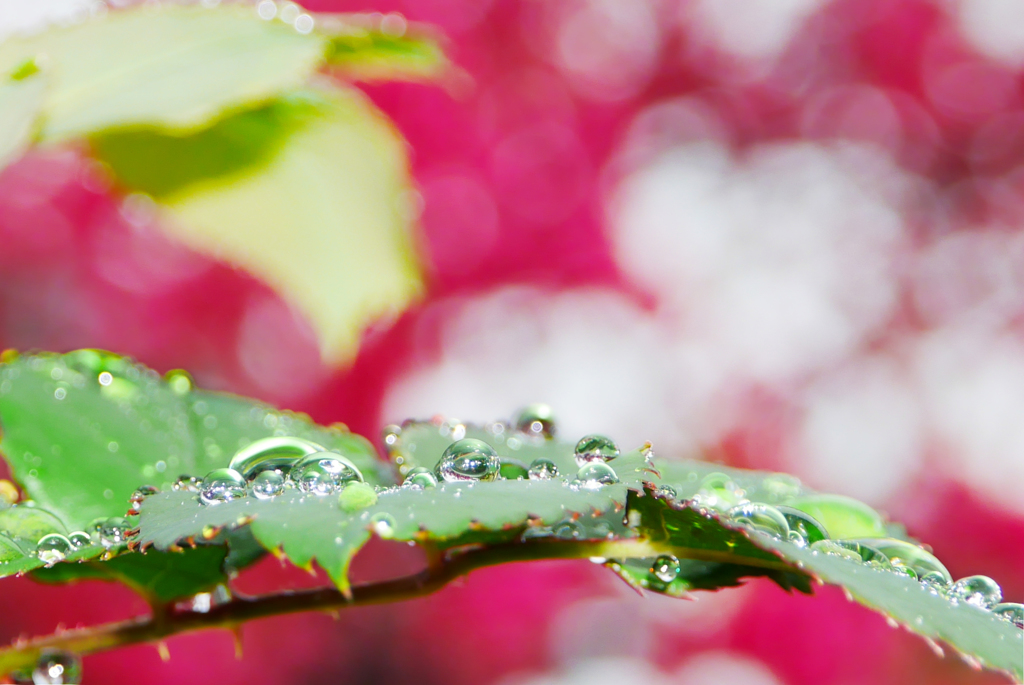 雨の日の宝石