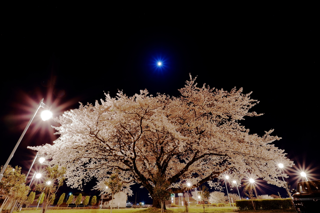 夜桜