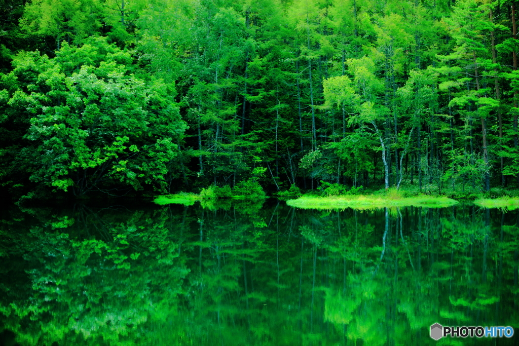 美しい森の緑 By サガ Id 写真共有サイト Photohito