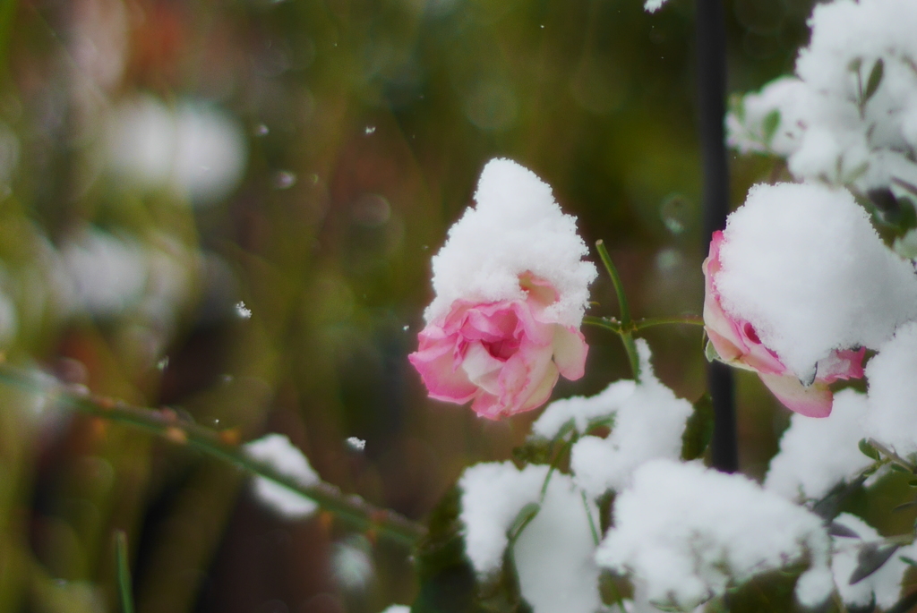 雪にも負けず